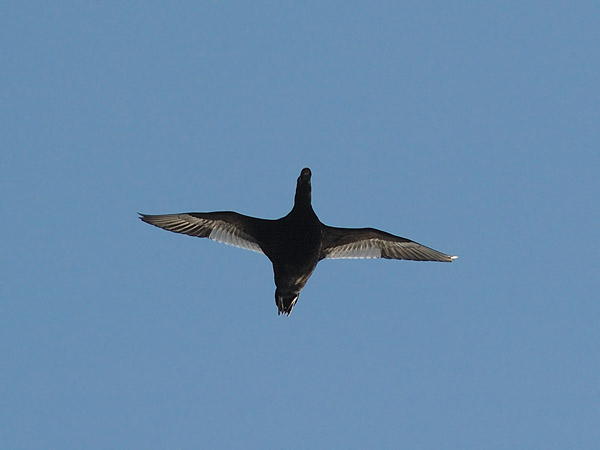 Pilkkasiipi, Velvet Scoter, Melanitta fusca